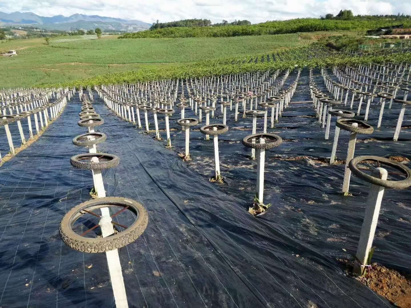 Procédé de fabrication de toiles de désherbage tissées